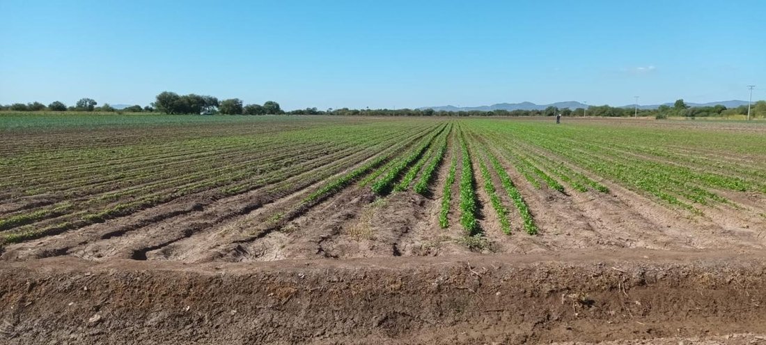 Land in Belmonte Residencial, Sonora, Mexiko 1 - 18328281