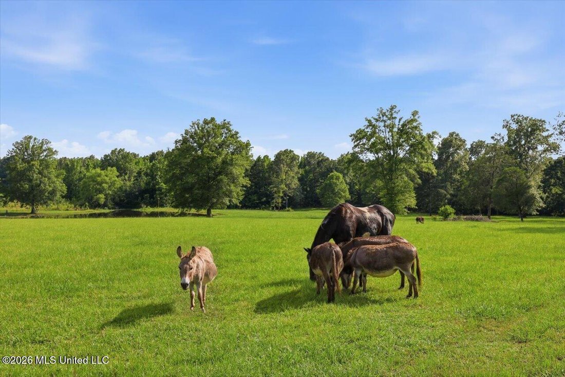 House in Pelahatchie, Mississippi, United States 3 - 18339596