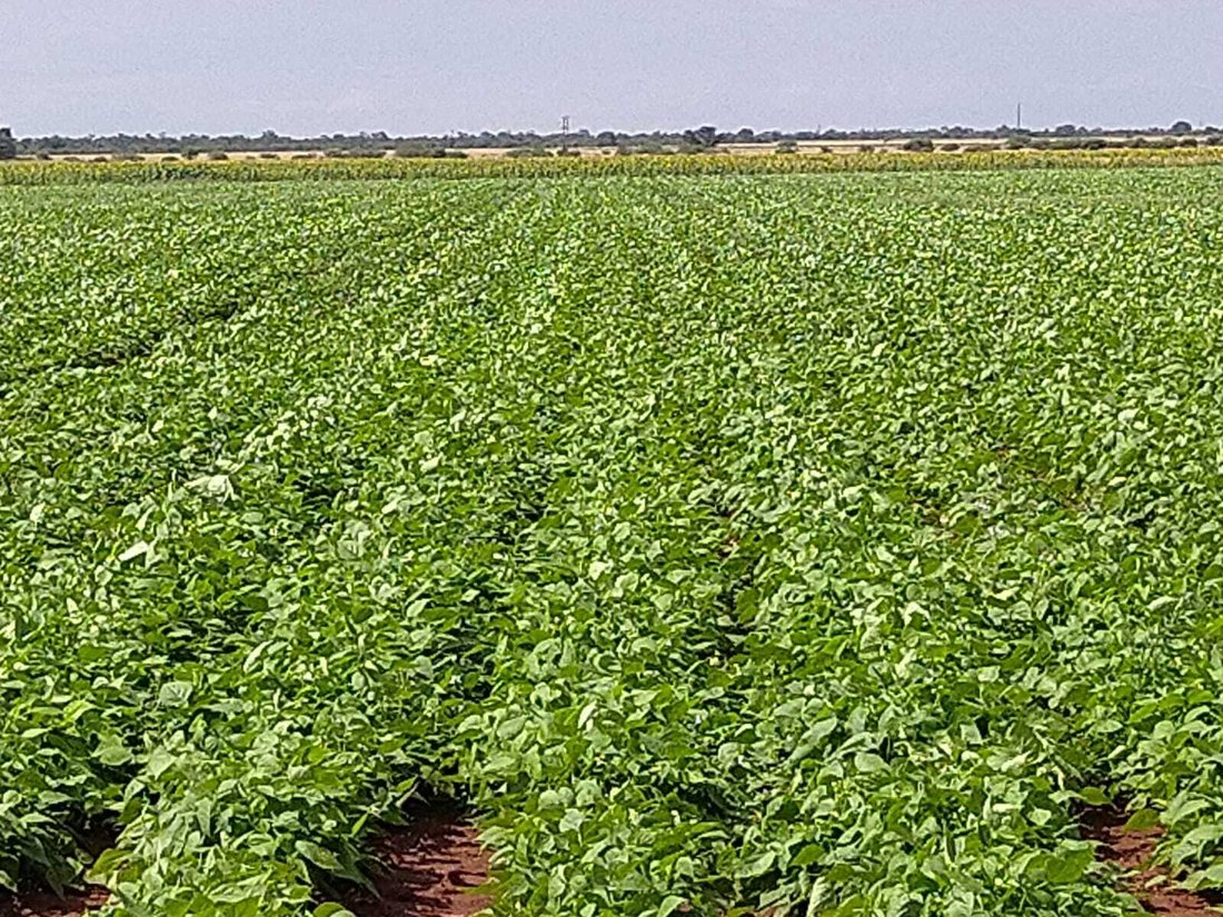 Farm Ranch in Mookgopong, Limpopo, South Africa 3 - 18337763
