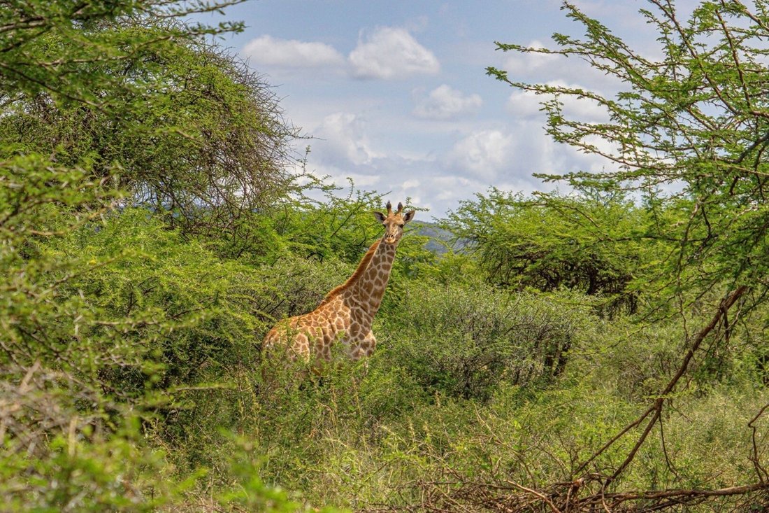 Groblersdal, Limpopo, South Africa 3 - 18335422