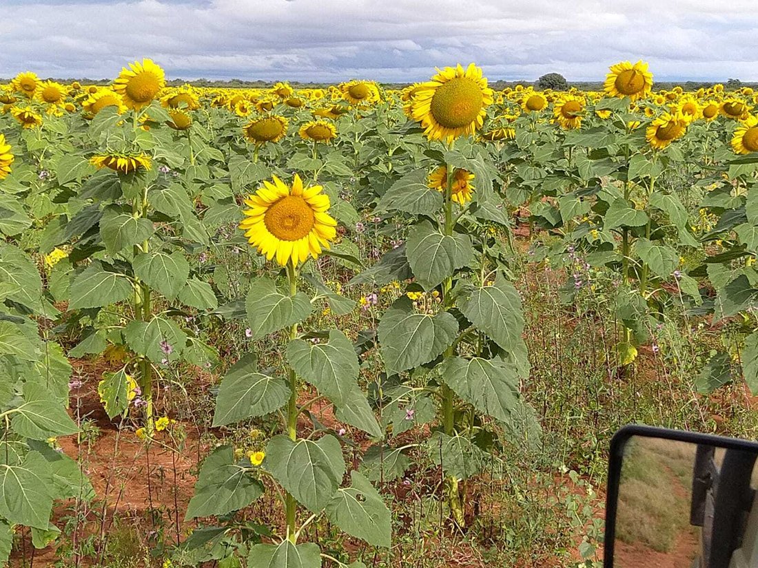 Farm Ranch in Mookgopong, Limpopo, South Africa 4 - 18337763