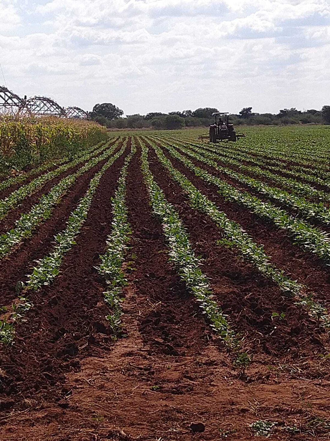 Farm Ranch in Mookgopong, Limpopo, South Africa 1 - 18337763