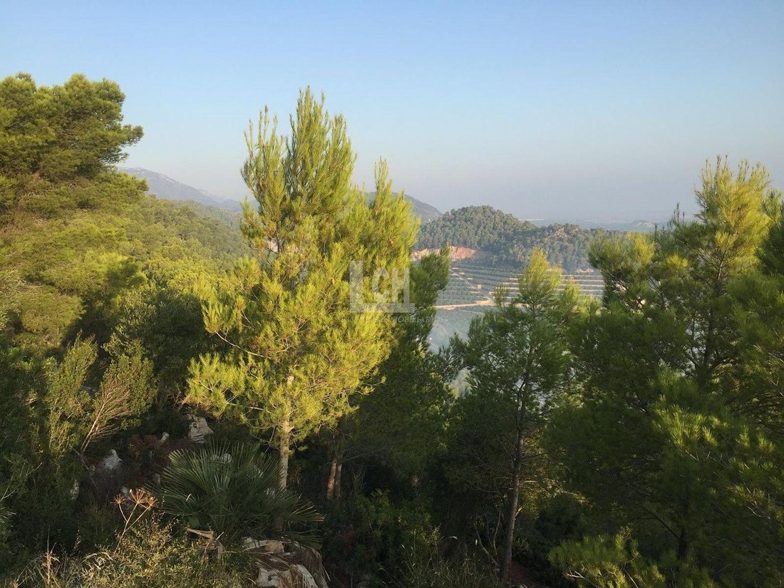Land in Favara, Valencian Community, Spain 2 - 13769127