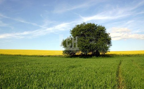 Finca in El Carpio de Tajo, Castile-La Mancha, Spain 1