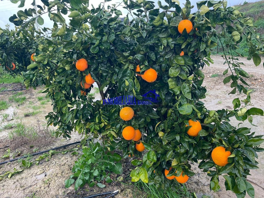 Finca in Almodovar del Rio, Andalusia, Spain 4 - 18144858
