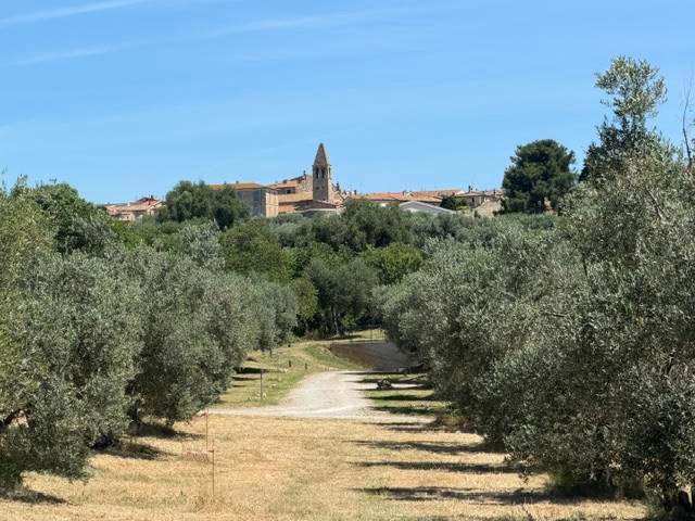 Magliano in Toscana, Tuscany, Italy 1 - 18345740