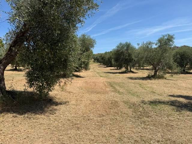 Magliano in Toscana, Tuscany, Italy 5 - 18345740