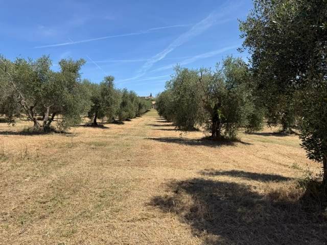 Magliano in Toscana, Tuscany, Italy 4 - 18345740