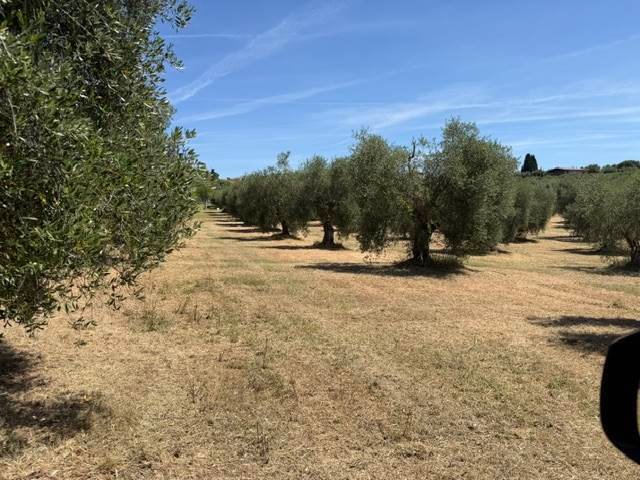 Magliano in Toscana, Tuscany, Italy 3 - 18345740
