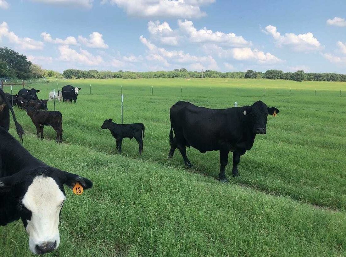 Land in Desdemona, Texas, United States 4 - 18346128