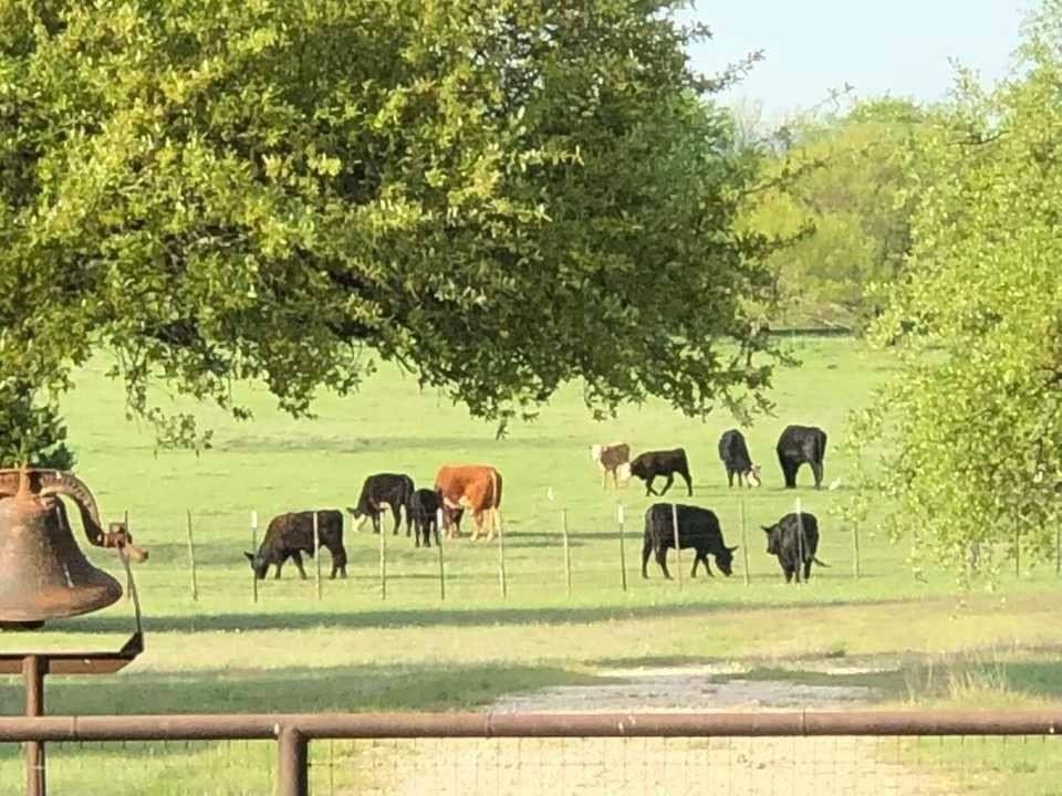 Farm Ranch in Walnut Springs, Texas, United States 1 - 18350217