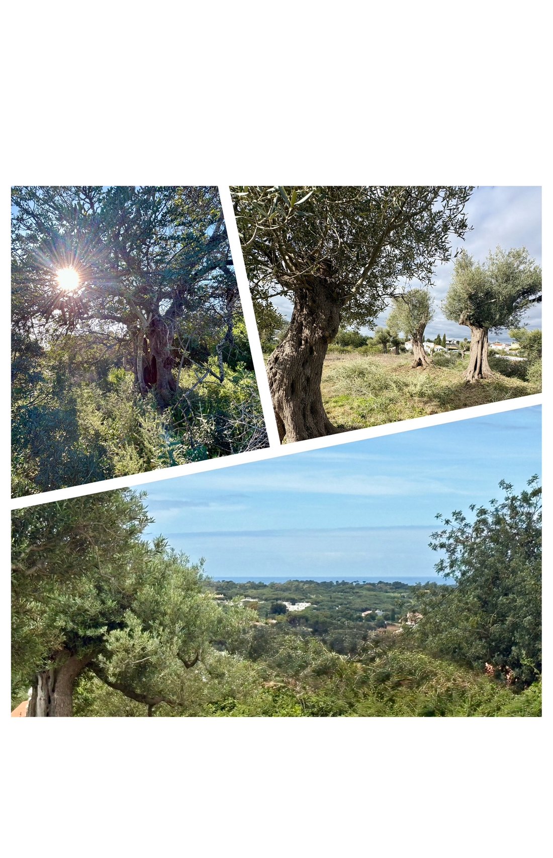 Land in Loule (Sao Sebastiao), Algarve, Portugal 3 - 18350507