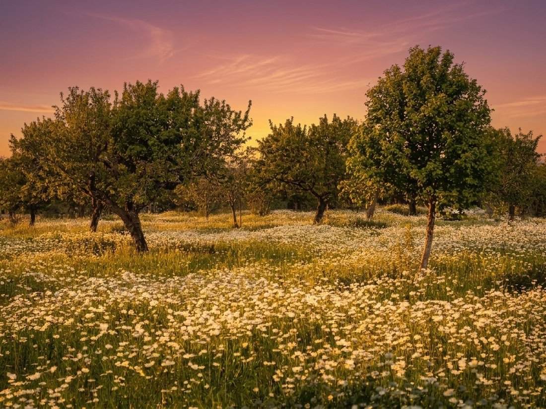Land in Arta, Balearic Islands, Spain 2 - 15487317