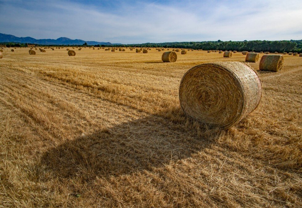 Land in Arta, Balearic Islands, Spain 2 - 14538875