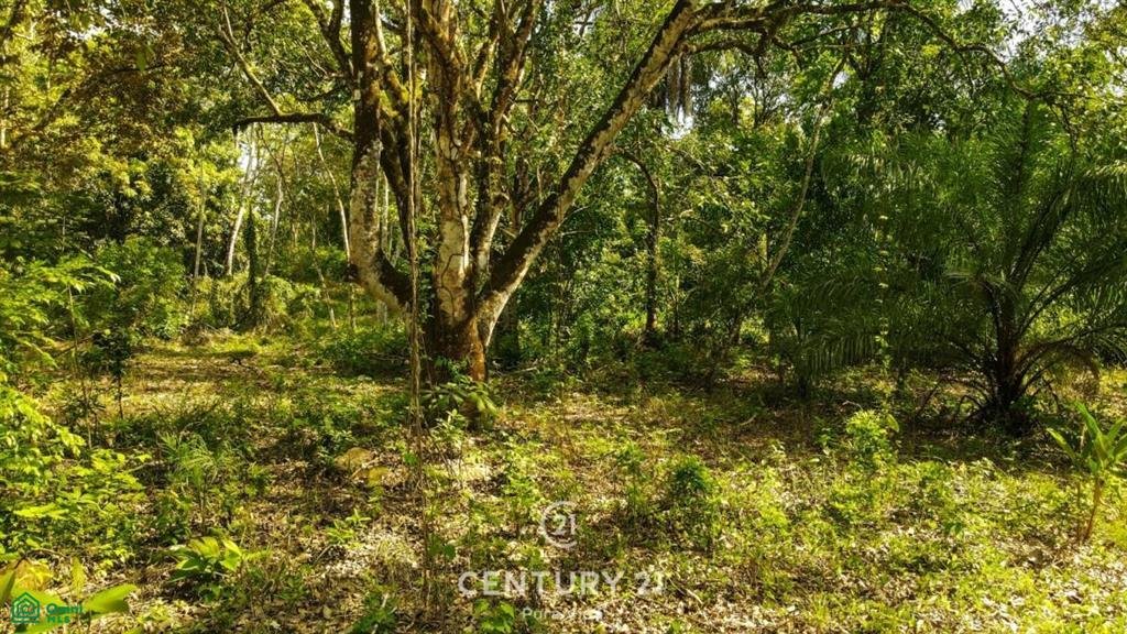 Land in San Mateo, Guanacaste Province, Costa Rica 1 - 17804216