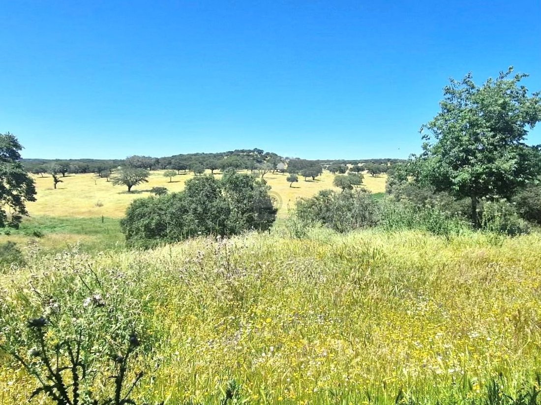Farm Ranch in Terrugem e Vila Boim, Portalegre District, Portugal 4 - 18361162