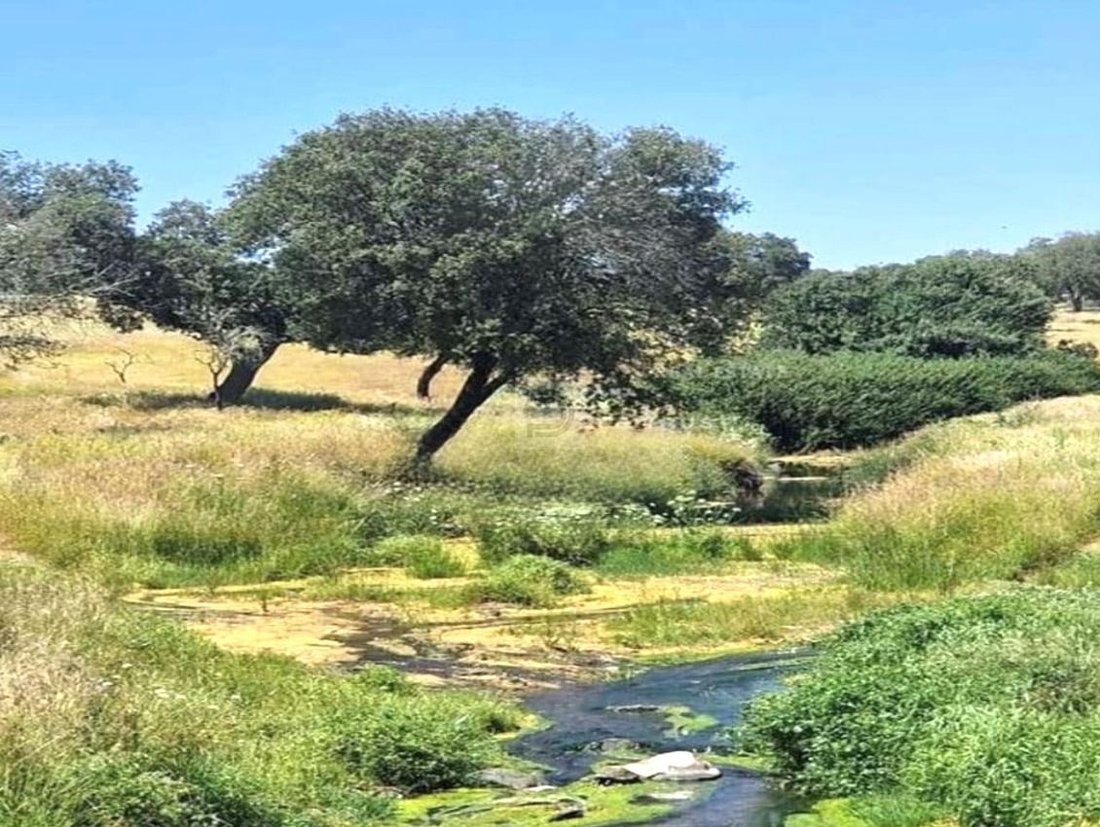 Farm Ranch in Terrugem e Vila Boim, Portalegre District, Portugal 5 - 18361162