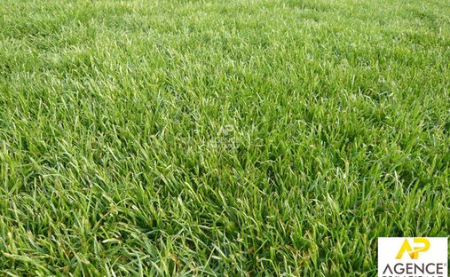 Land in Basses Roches, Conflans-Sainte-Honorine, France 1
