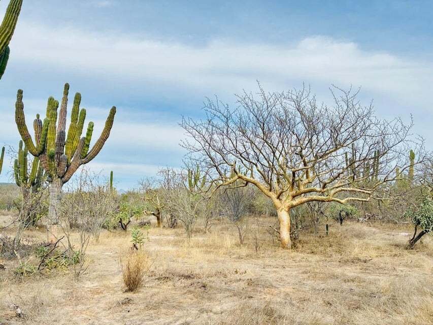 Land in La Paz, Baja California Sur, Mexico 4 - 18367167