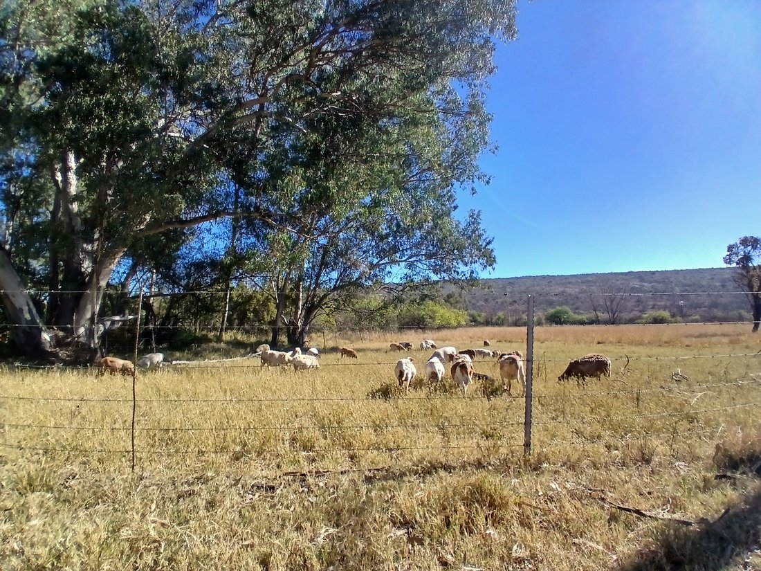 Farm Ranch in Modimolle, Limpopo, South Africa 4 - 18371958