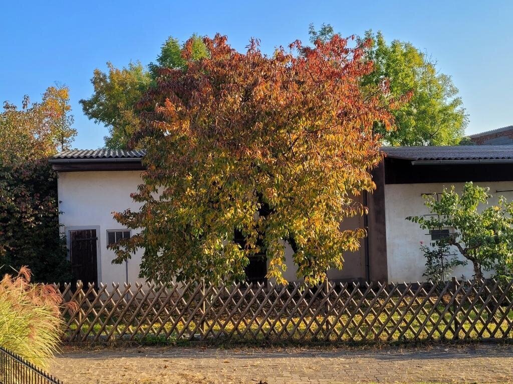Gols, Burgenland, Austria 4 - 18371859