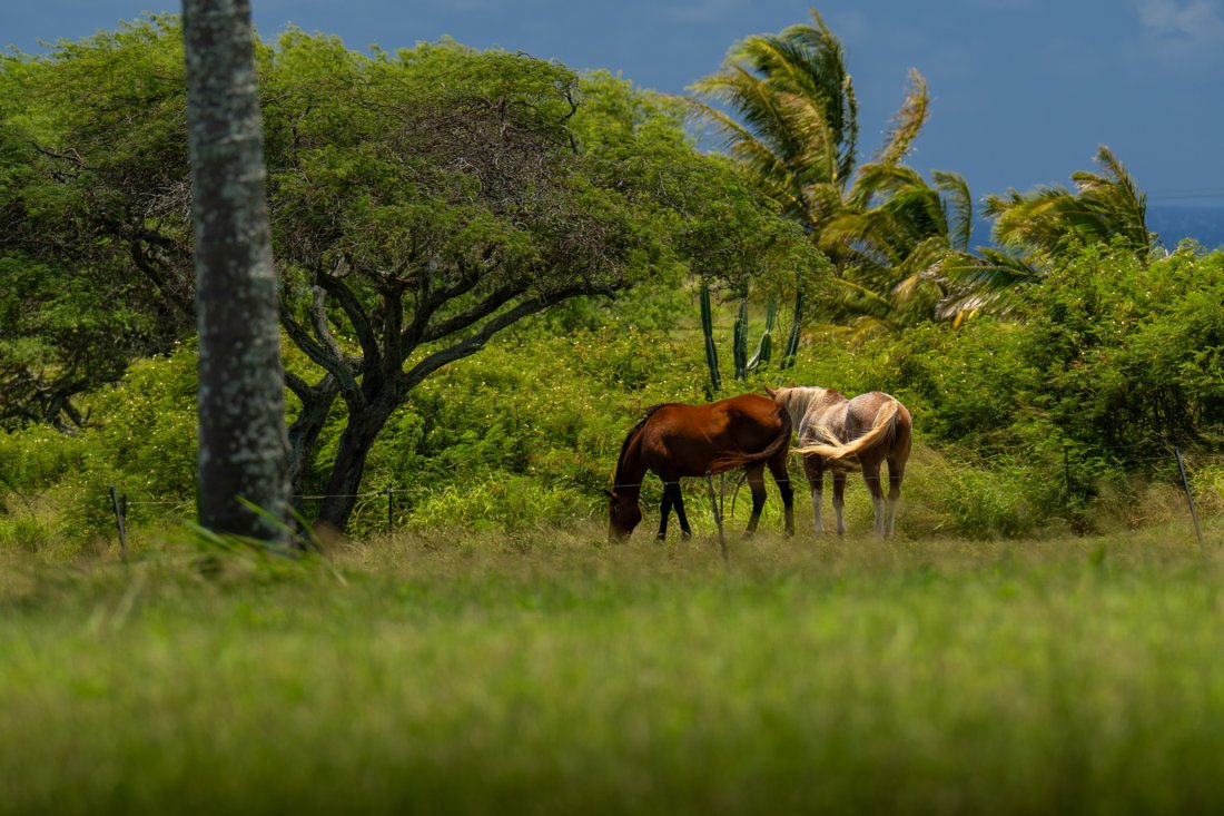 Land in Hawi, Hawaii, United States 4 - 18372095