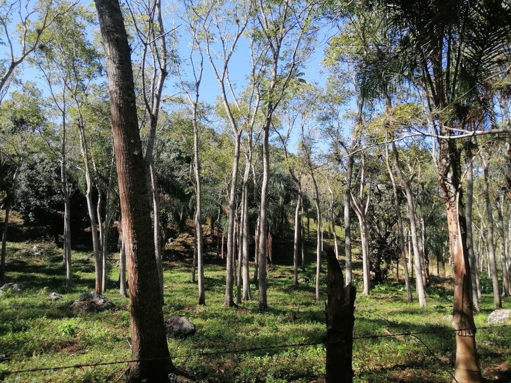 Land in Coatepec, Veracruz, Mexico 5 - 18374629