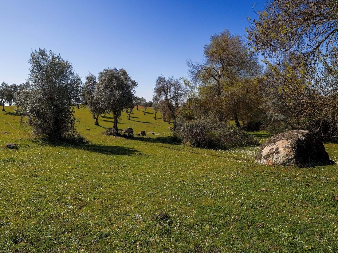 Farm Ranch in Alter do Chao, Portalegre District, Portugal 5 - 18378481