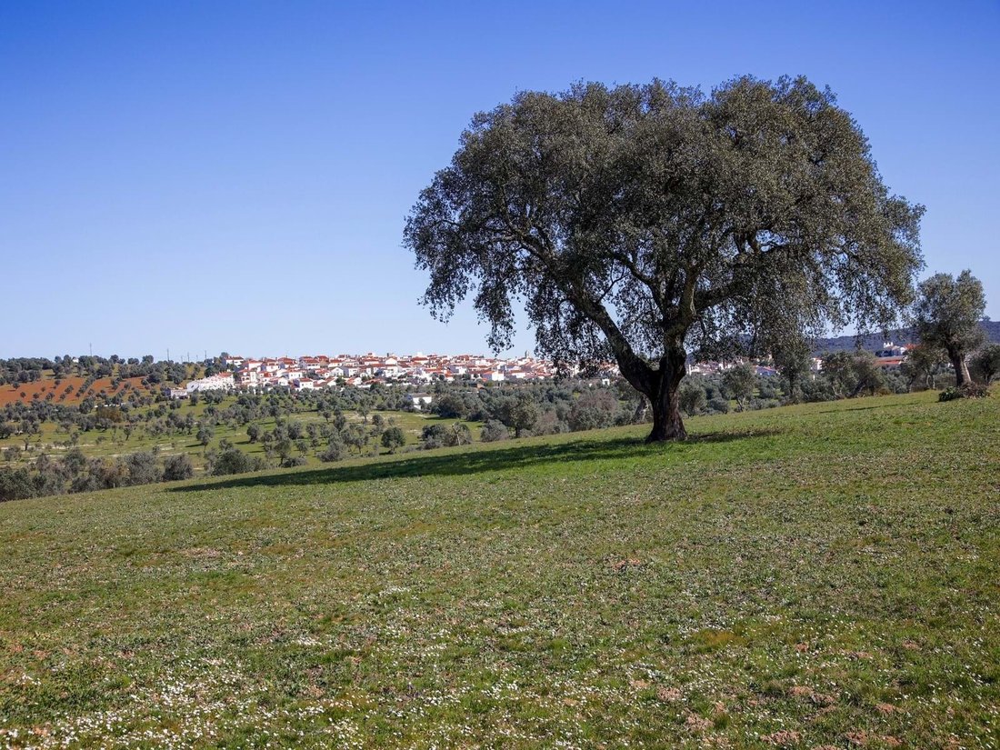 Farm Ranch in Alter do Chao, Portalegre District, Portugal 2 - 18378481