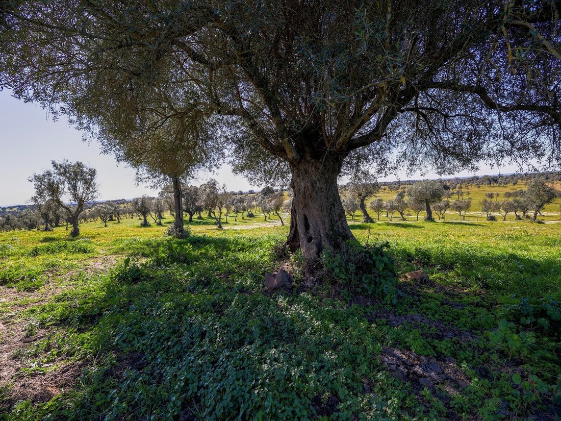 Farm Ranch in Alter do Chao, Portalegre District, Portugal 1 - 18378481