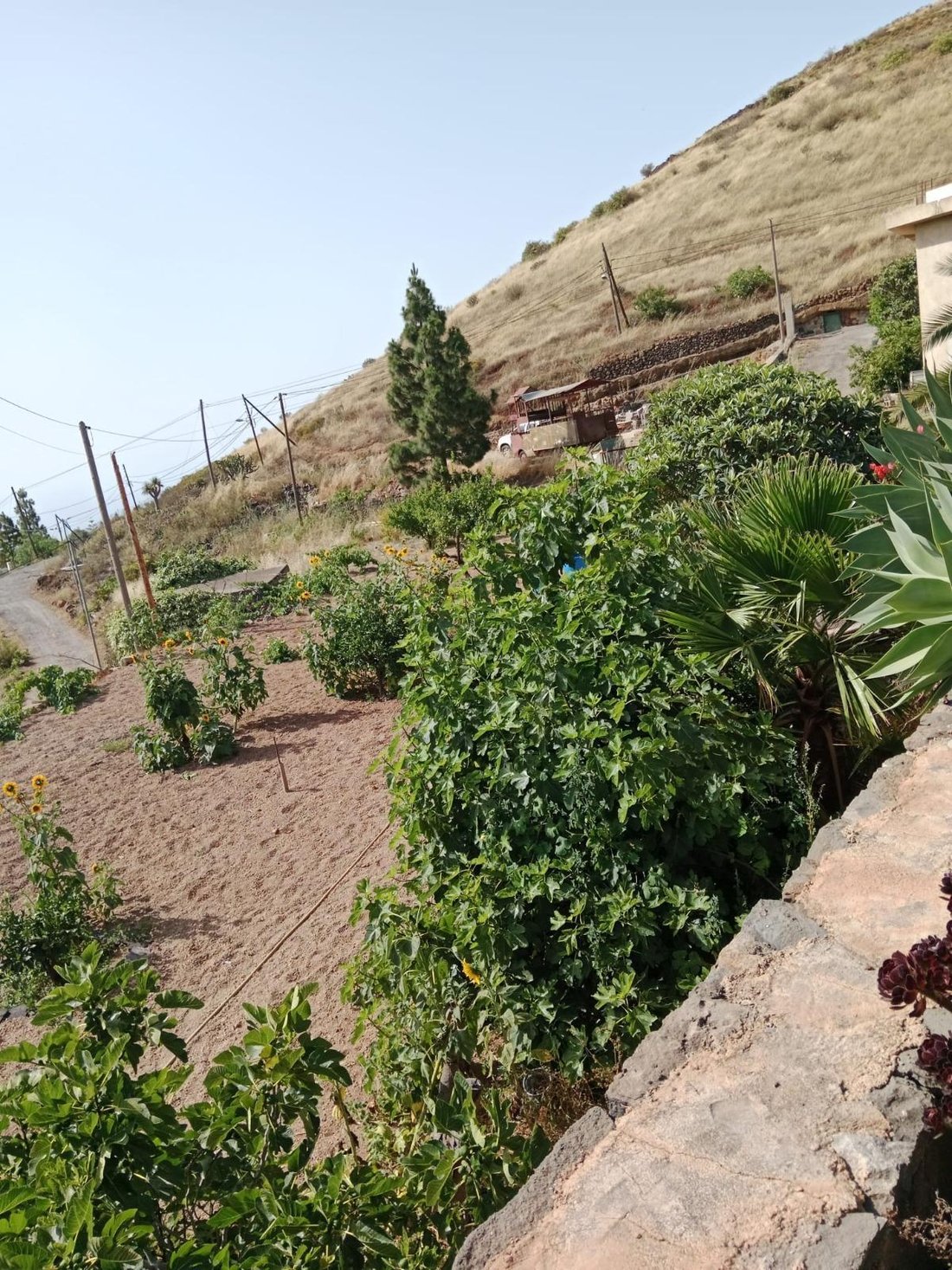 Country House in Granadilla de Abona, Canary Islands, Spain 2 - 18387471