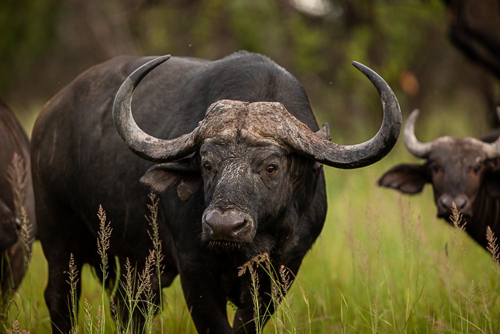 Farm Ranch in Modimolle Local Municipality, Limpopo, South Africa 2 - 18388992