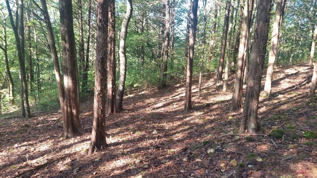 Land in Nashville, Tennessee, United States 5 - 18397854