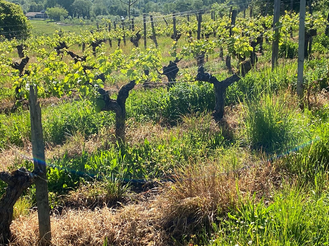 Villa in Fronsac, Nouvelle-Aquitaine, France 5 - 18406053
