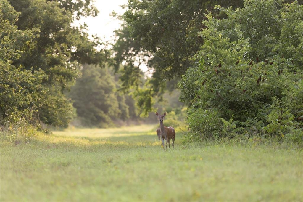 Farm Ranch in Jacksboro, Texas, United States 2 - 18411506