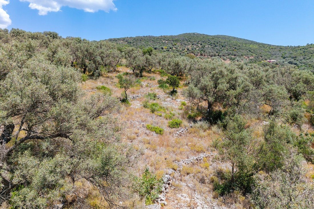 Land in Agiou Hlia, Apollonioi, Griechenland 3 - 18419932