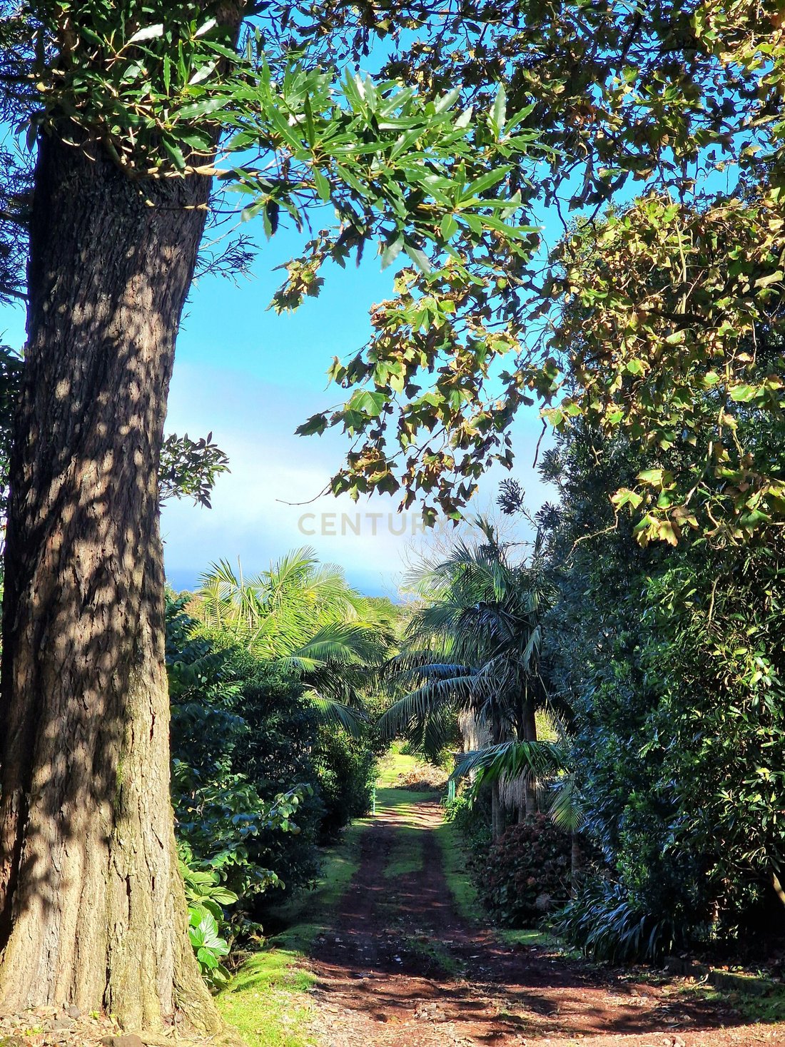 Villa en Capelas, Azores, Portugal 1 - 16635354