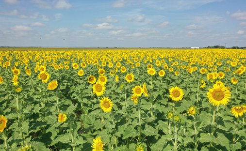 Corps de ferme à La Pryor, Texas, États-Unis 1
