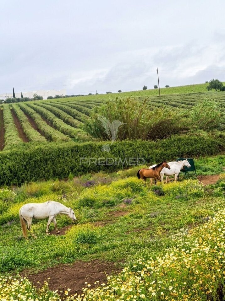 Farm Ranch in Pedrogao, Beja District, Portugal 3 - 18434653
