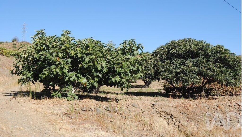 Land in Vila Flor e Nabo, Braganca District, Portugal 3 - 18435220