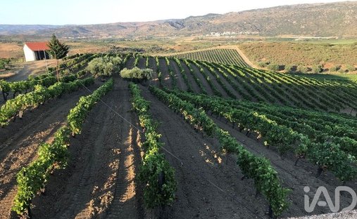 Terreno a Vila Flor e Nabo, Distretto di Braganza, Portogallo 1