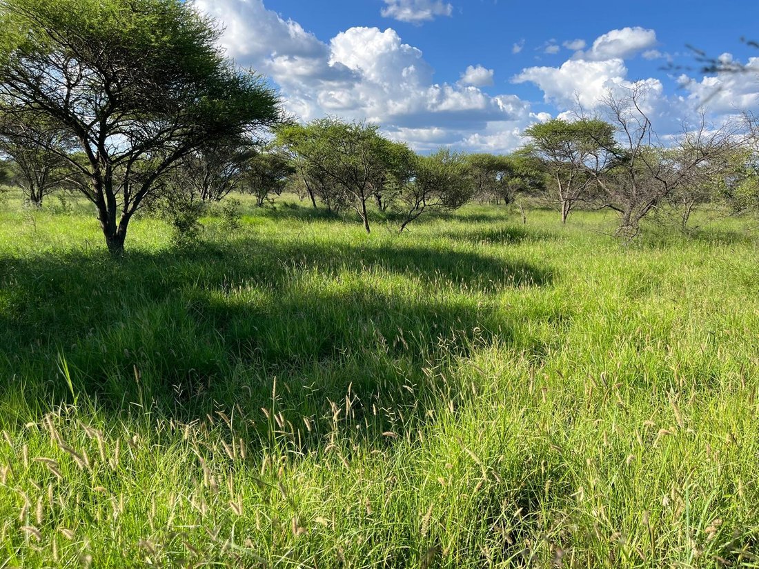 Farm Ranch in Mokopane, Limpopo, South Africa 4 - 18438378
