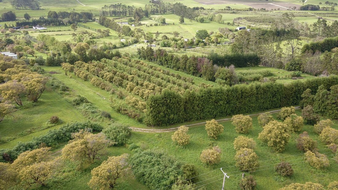 Farm Ranch in Mangawhai, Northland, New Zealand 2 - 16726672