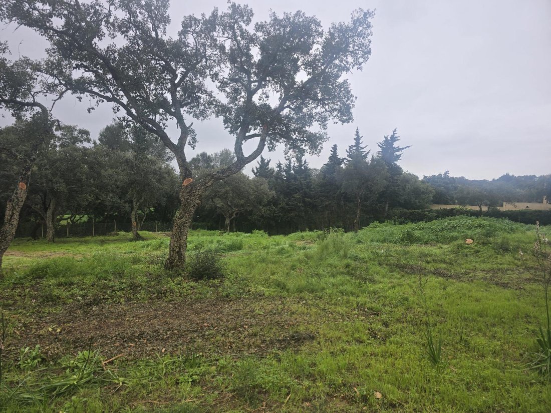 Terreno en Sotogrande, San Roque, Andalucía 2 - 18442759