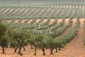 Farm Ranch in Caia, Sao Pedro e Alcacova, Portalegre District, Portugal 2 - 18443745