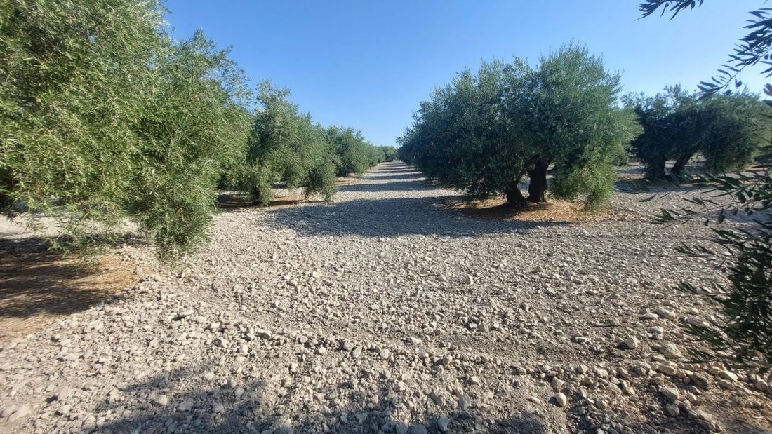 Finca in Quesada, Andalusia, Spain 5 - 18445015