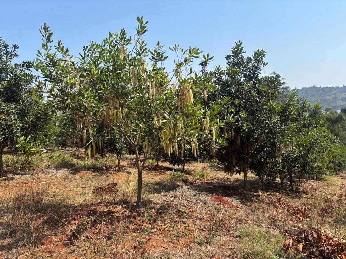 Farm Ranch in Jerusalem, Mpumalanga, South Africa 5 - 18453831