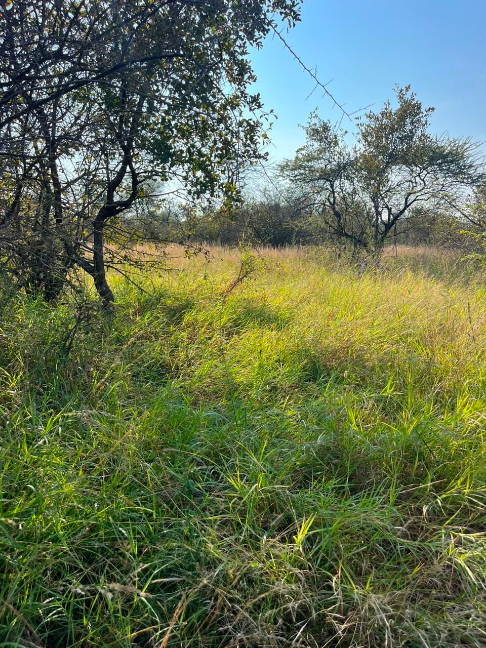 Farm Ranch in Johannesburg, Gauteng, South Africa 2 - 18456348