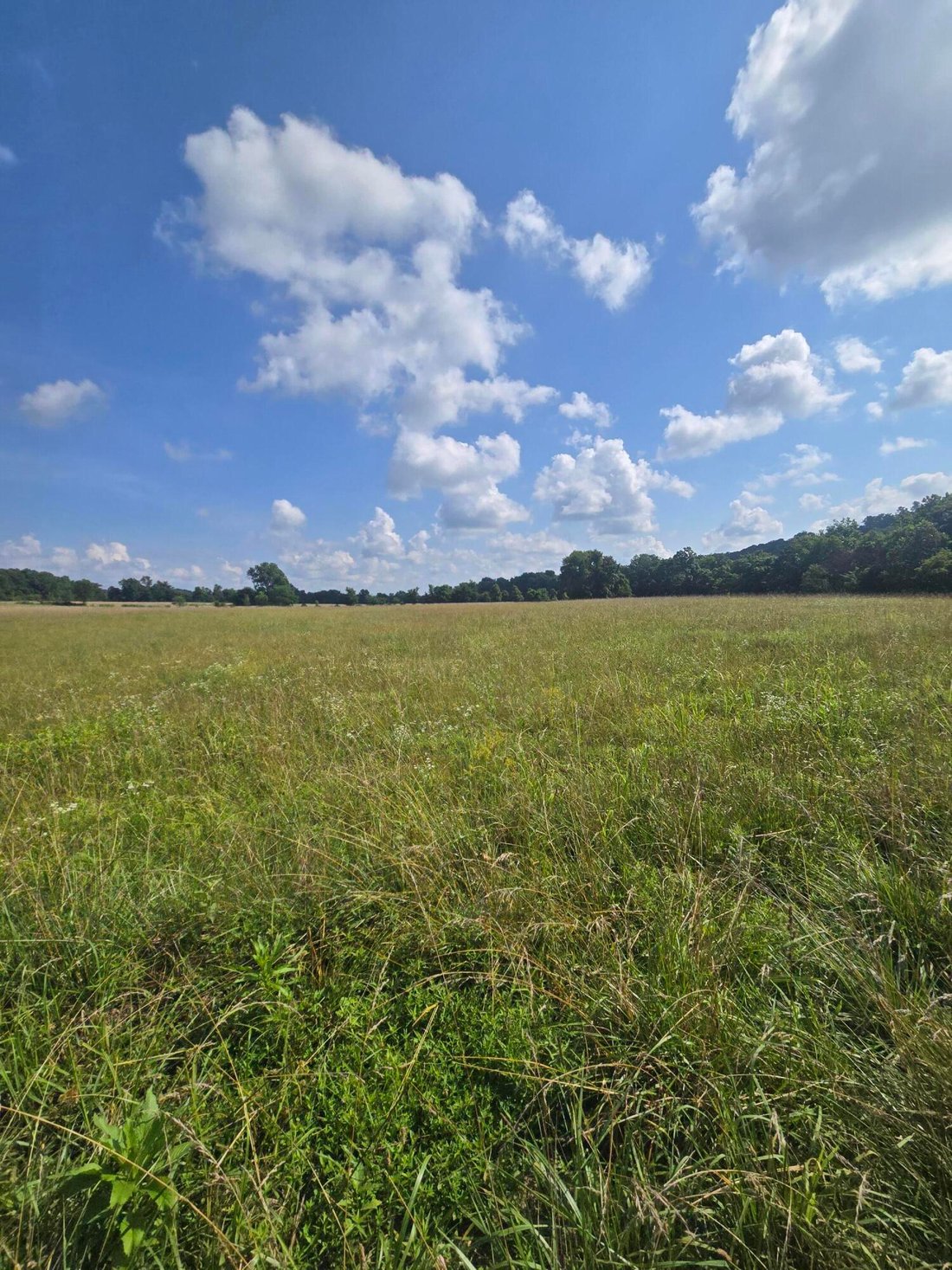Land in Mountain Grove, Missouri, United States 5 - 18471909