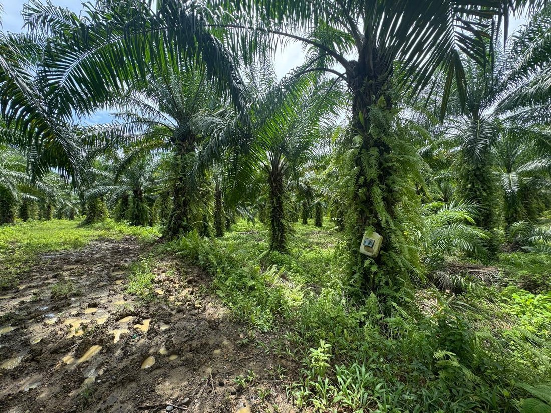 Farm Ranch in Quininde, Esmeraldas, Ecuador 5 - 18457817